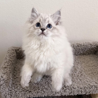 1 Kitten Dec2025 2 Crop