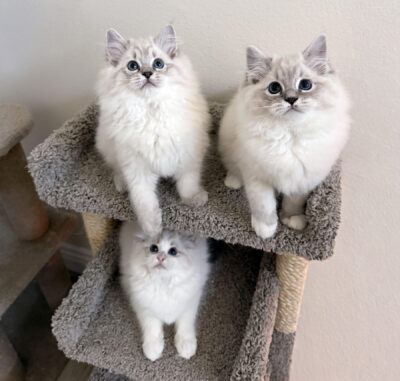 3 Kittens Dec2025 1 3 Edit