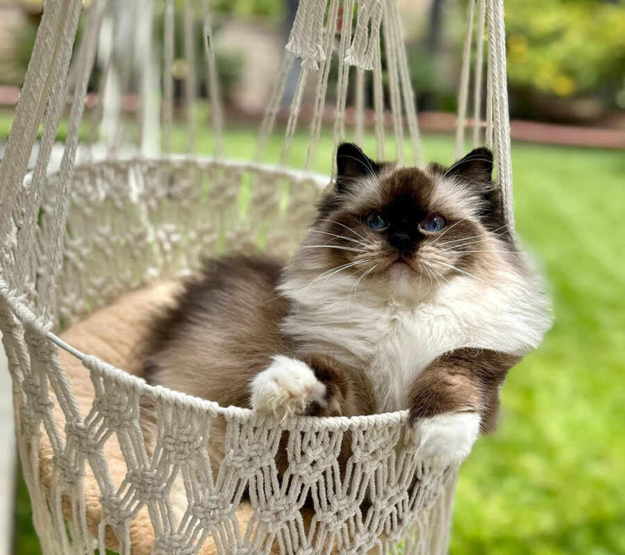 About Ragdoll Cats Orange CO CA | Rock Creek Ragdolls