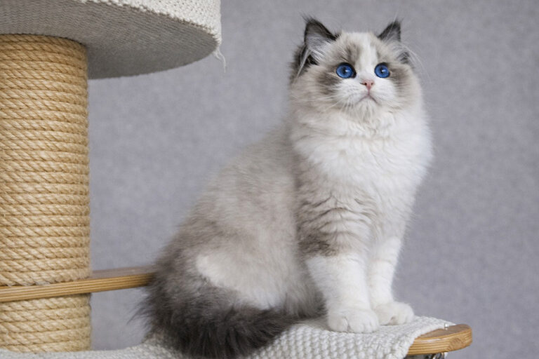 Rock Creek Ragdolls | California's Premier Kitten Breeder