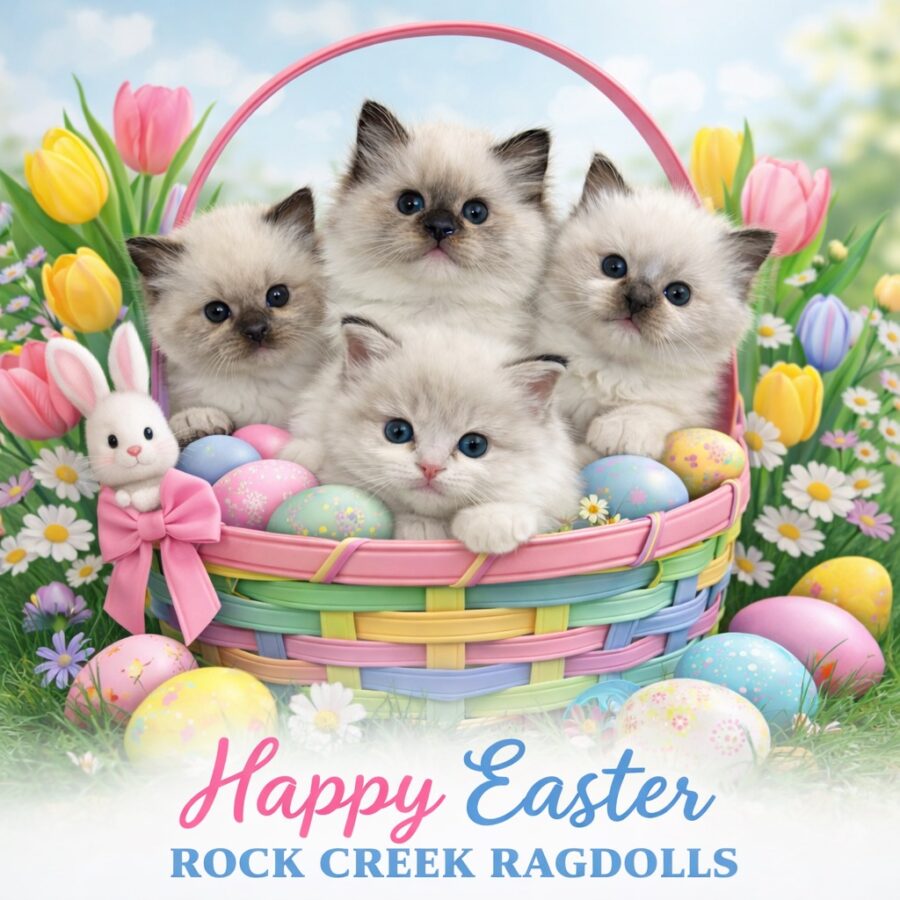 Rockcreek Ragdolls - Easter graphic