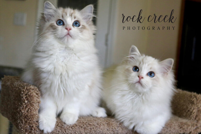 RockCreek ragdolls, photo of two kittens