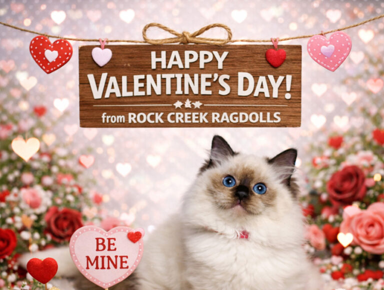 ROCKCREEK RAGDOLLS - VALENTINES DAY GRAPHIC