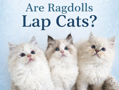 ROCKCREEK RAGDOLLS LAP CATS - graphic