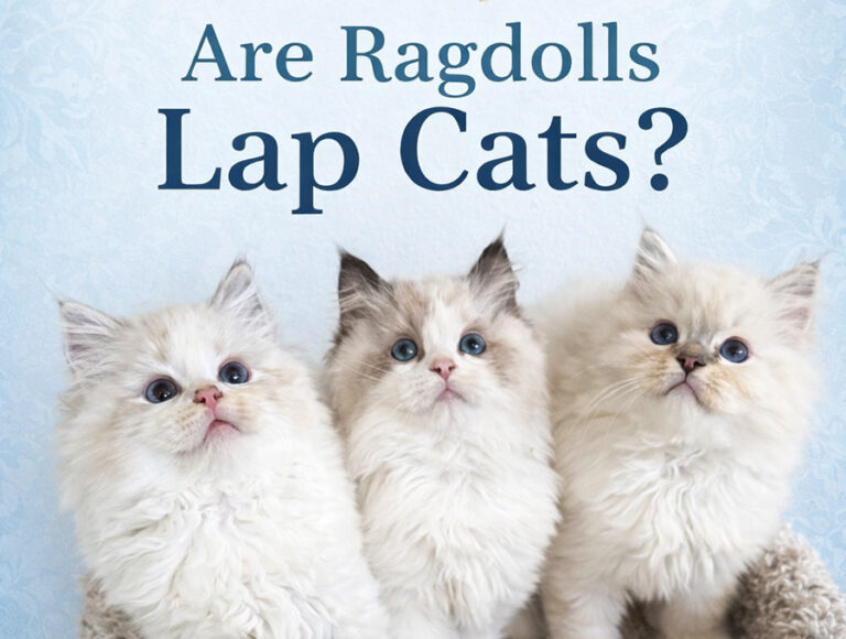 ROCKCREEK RAGDOLLS LAP CATS - graphic