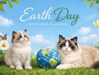 GRAPHIC - ROCK CREEK RAGDOLLS EARTH DAY