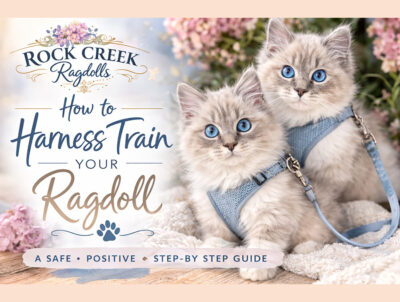 GRAPHIC ROCKCREEK RAGDOLLS - HARNESS TRAINING
