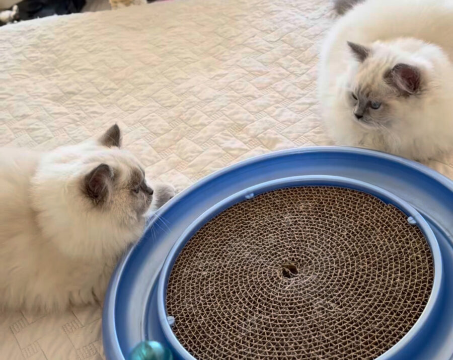 Ragdolls checking each other out