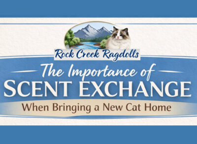 GRAPHIC - ROCKCREEK RAGDOLLS GRAPHIC - SCENT EXCHANGE