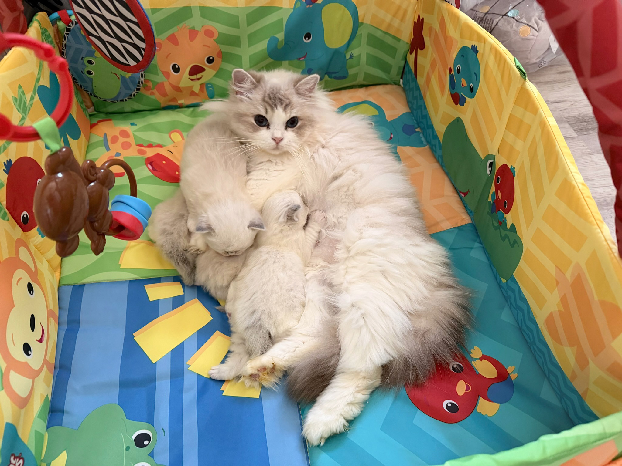 ROCK CREEK RAGDOLLS - GRACIE AND KITTENS
