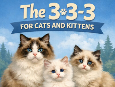 ROCK CREEK RAGDOLLS GRAPHIC - 333 RULE SOCIALIZATION