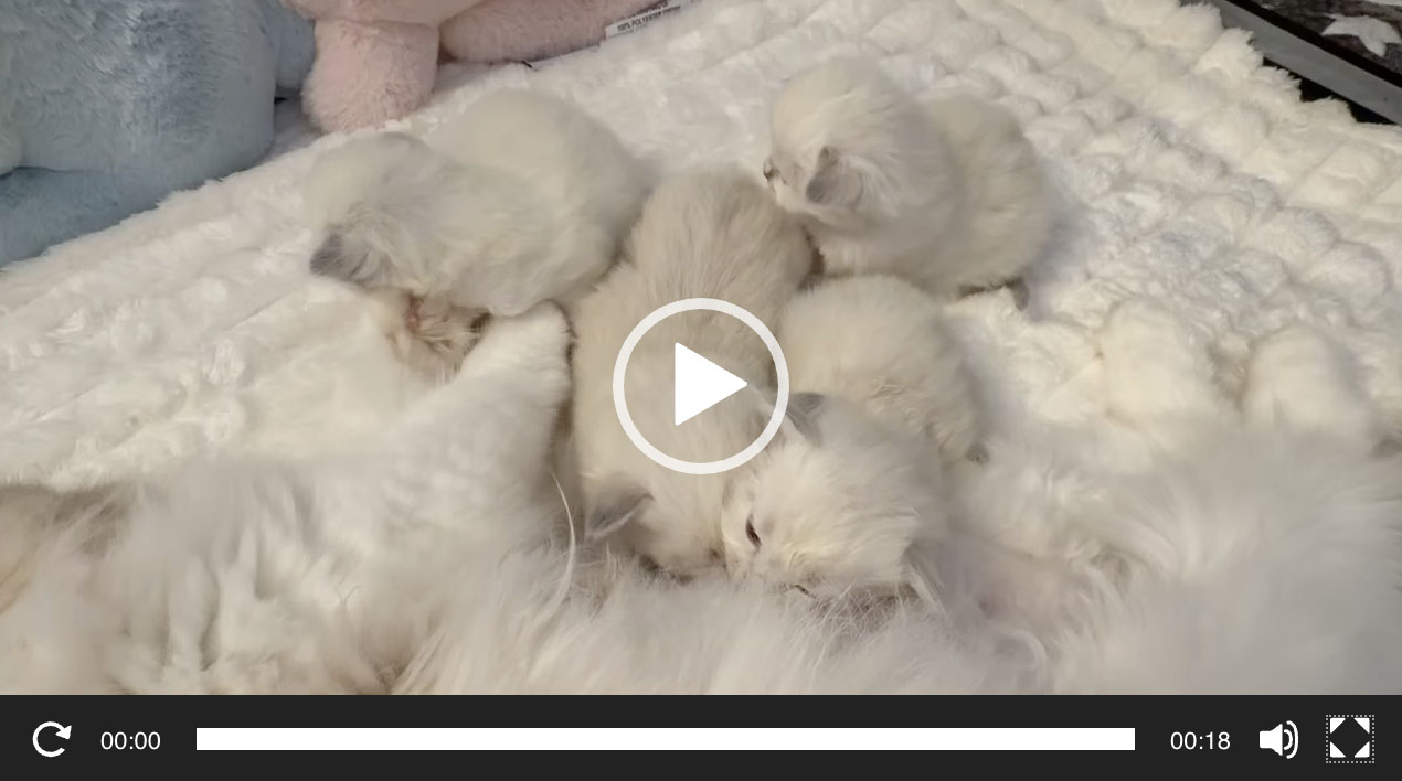 Several tiny fluffy white kittens snuggled together on a soft white blanket, resting peacefully.