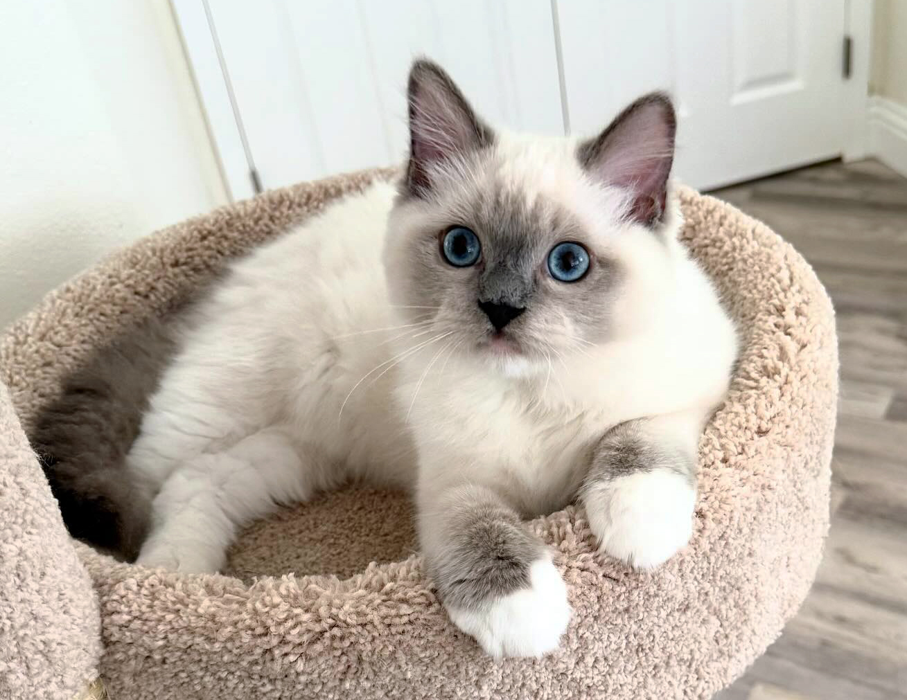 Fluffy white kitten with gray face and blue eyes lounging in a beige plush cat bed, front paws resting over the edge.
