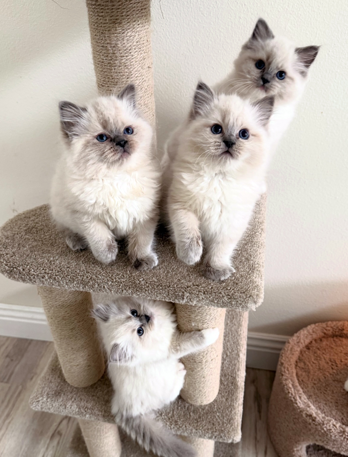 Three fluffy cream-colored kittens with blue eyes perched on a beige cat tree, looking at the camera.