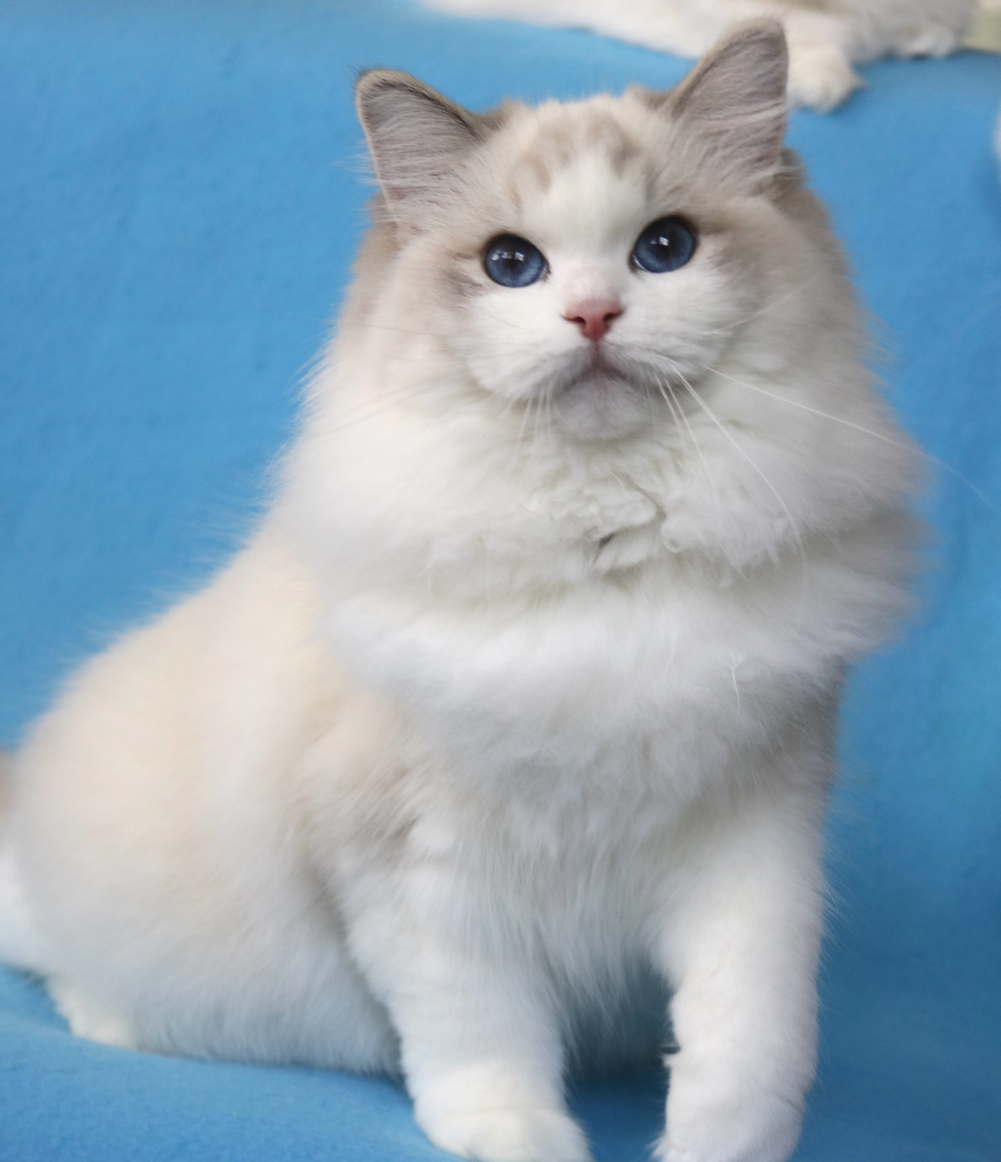 Fluffy white and gray kitten with blue eyes sits on a blue surface.