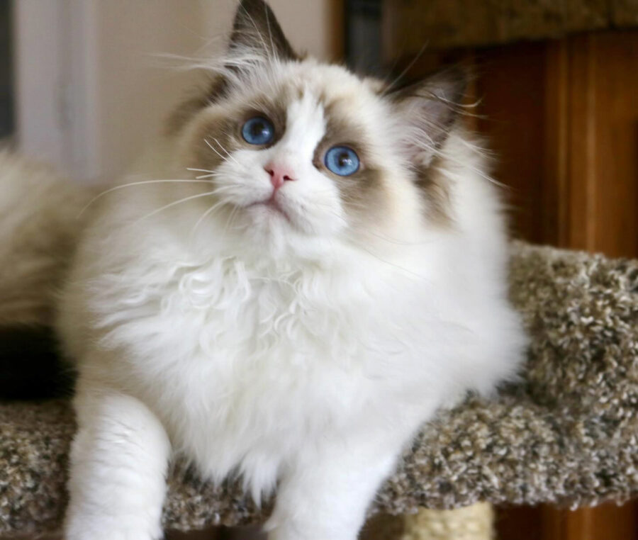 Fluffy white cat with blue eyes looking upward while resting on a carpeted cat tree indoors.
