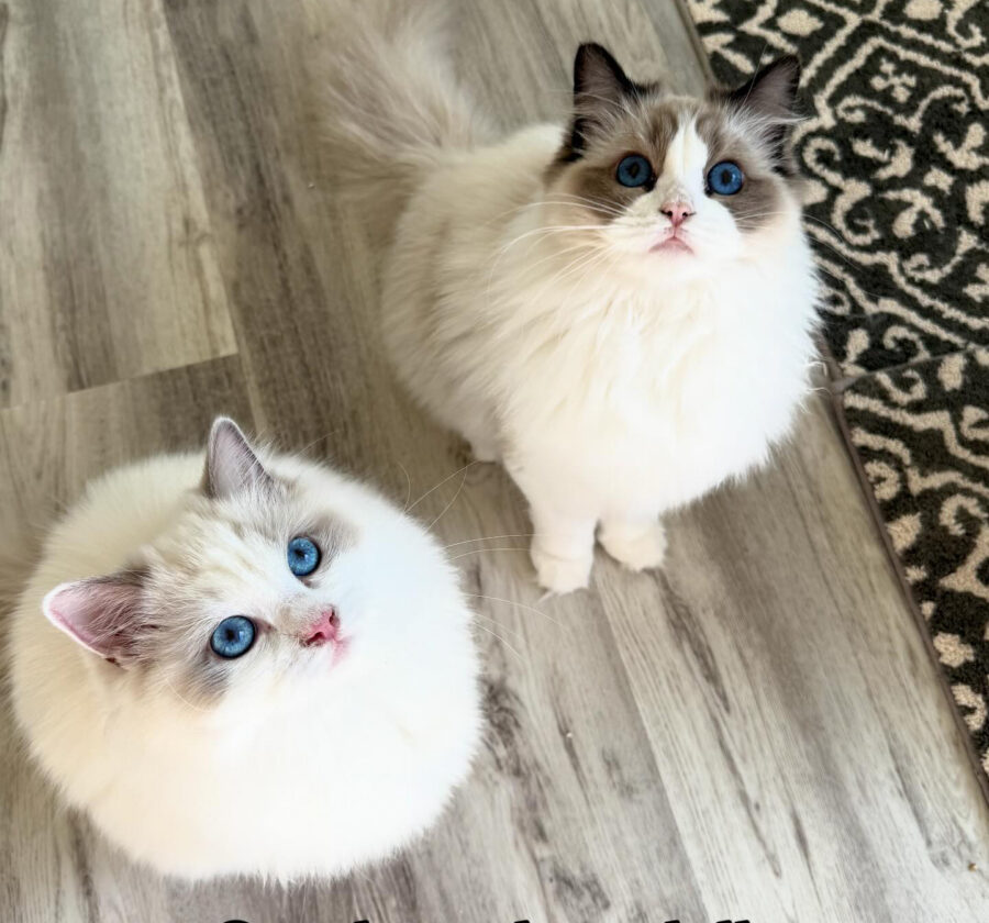 Two fluffy cats with bright blue eyes sit on a light wood floor, near a patterned rug.