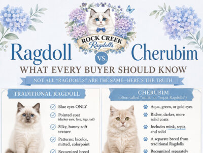 ROCK CREEK RAGDOLLS GRAPHIC - RAGDOLL VS CHERUBIM