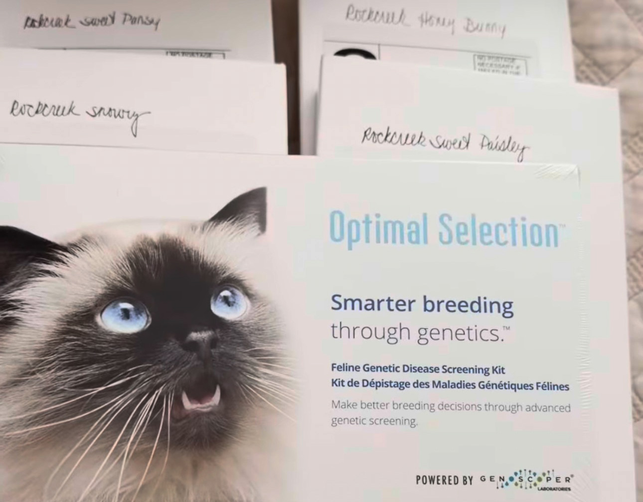 FELINE DNA TEST PACKAGE