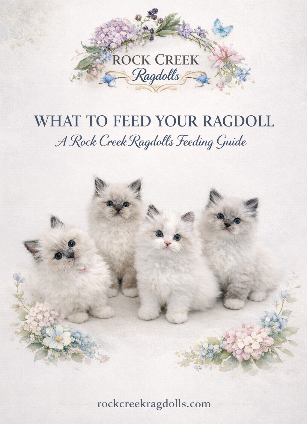 Four fluffy Ragdoll kittens sit on a light, floral poster reading 'What to Feed Your RagDoll' and 'A Rock Creek RagDolls Feeding Guide' with pastel flower borders and subtle branding at the top and bottom.