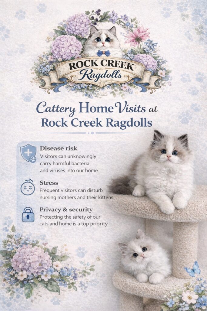 RCR GRAPHIC - CATTERY HOME VISITS