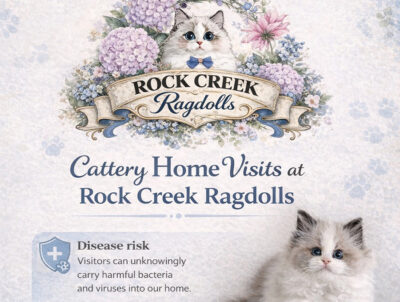 RCR GRAPHIC - CATTERY HOME VISITS