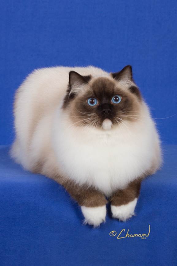 Rock Creeek retired Ragdoll