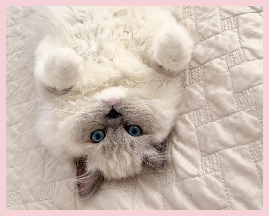 RCR kitten laying upside down TIFFANY