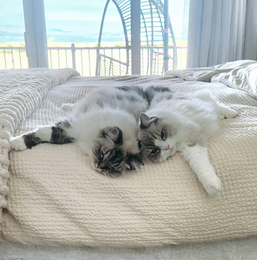 RCR ragdolls relaxing on bed