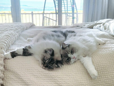 RCR ragdolls relaxing on bed