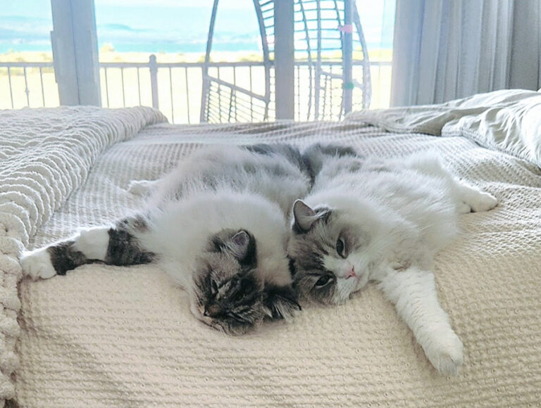RCR ragdolls relaxing on bed