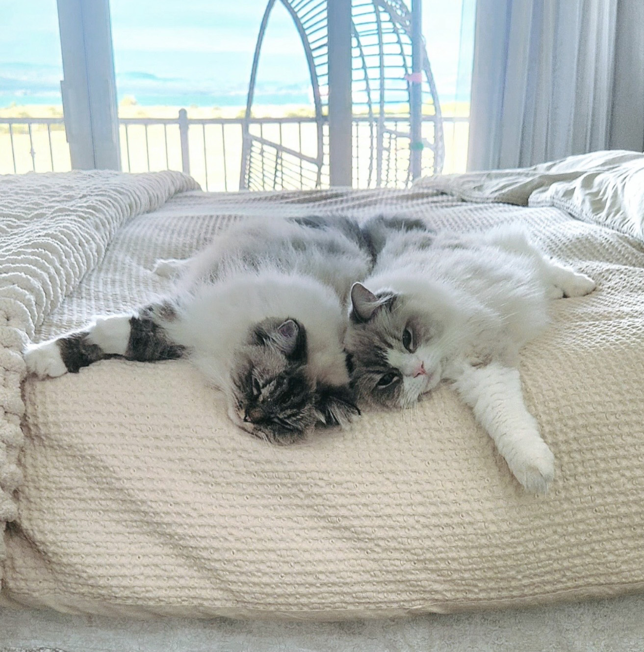 RCR ragdolls relaxing on bed