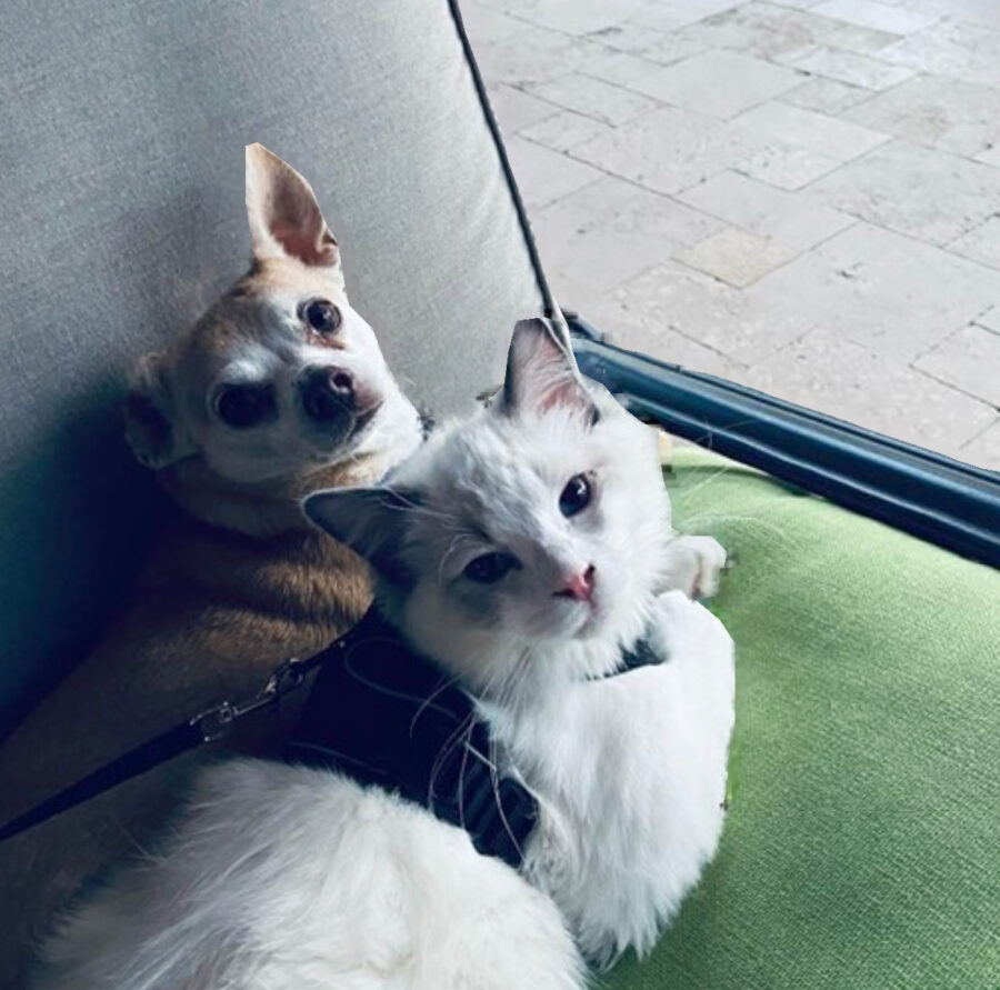 RCR Ragdoll and chihuahua