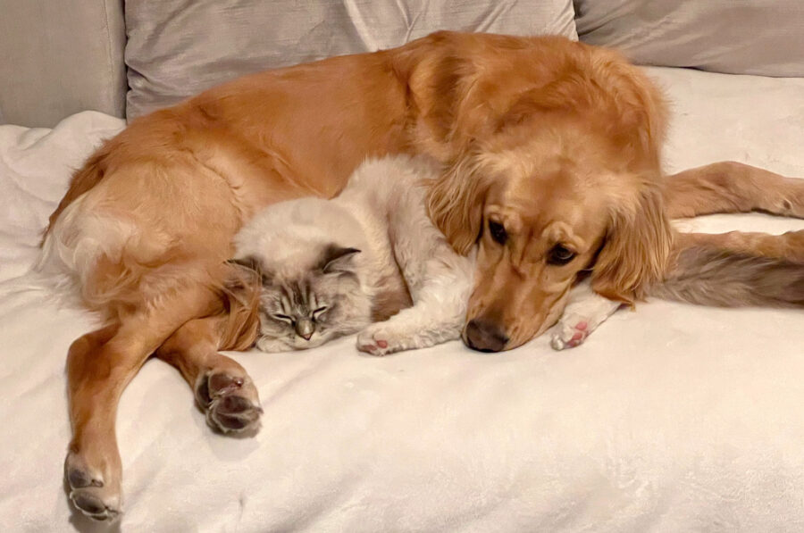 RCR Ragdoll and golden retriever