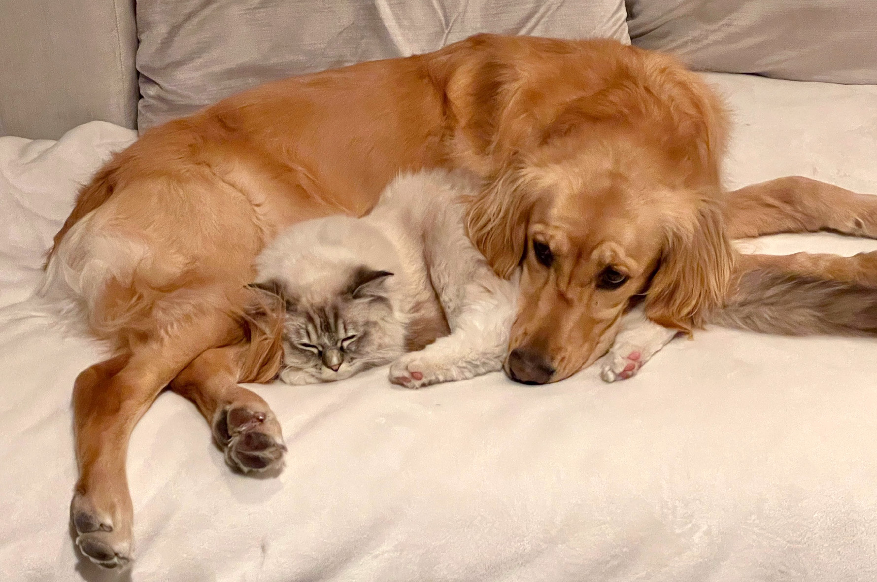 RCR Ragdoll and golden retriever