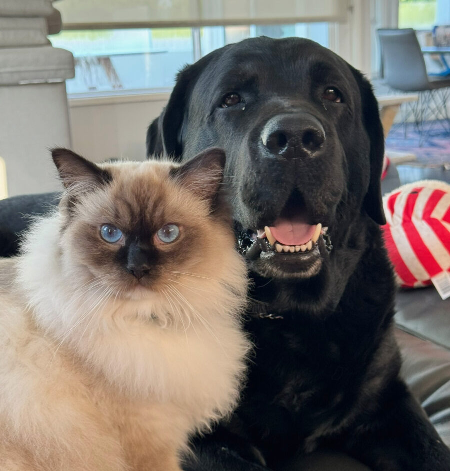 RCR Ragdoll and black lab
