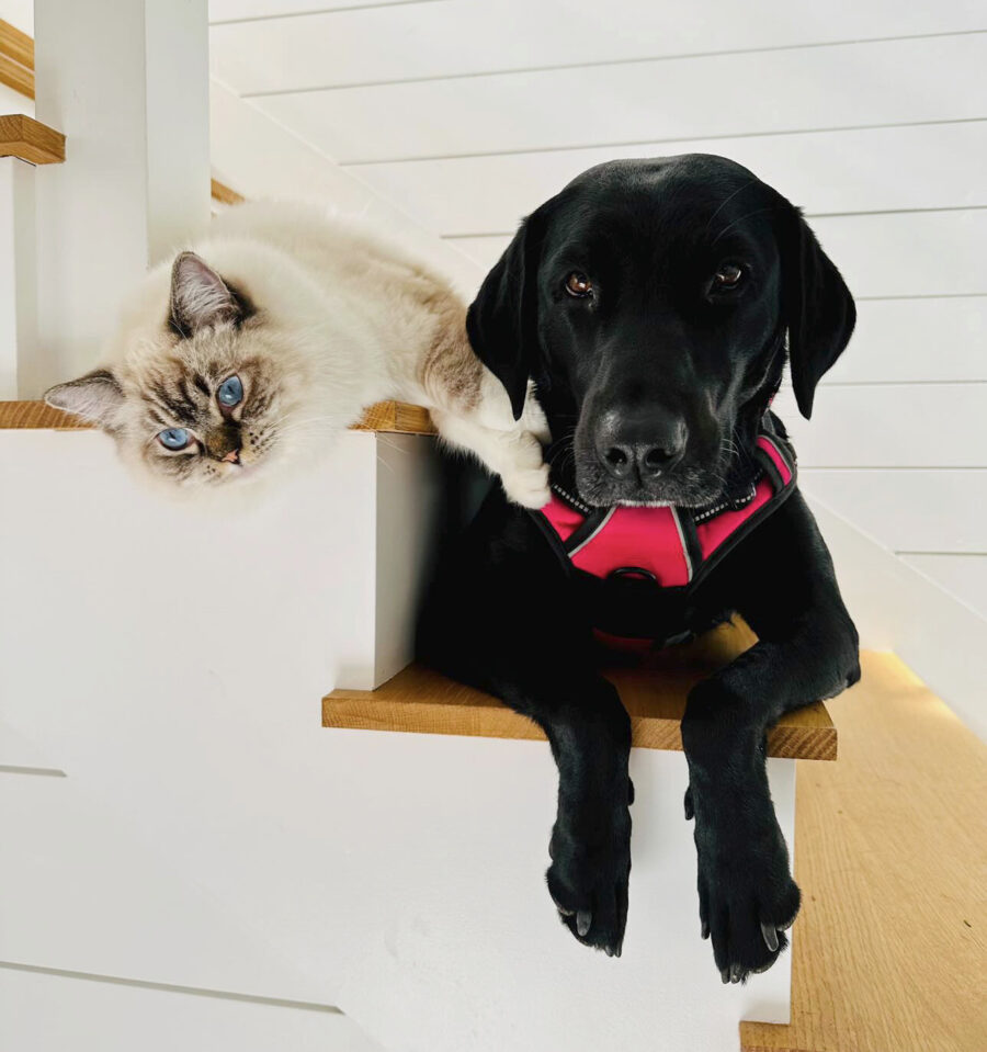 RCR Ragdoll and black lab