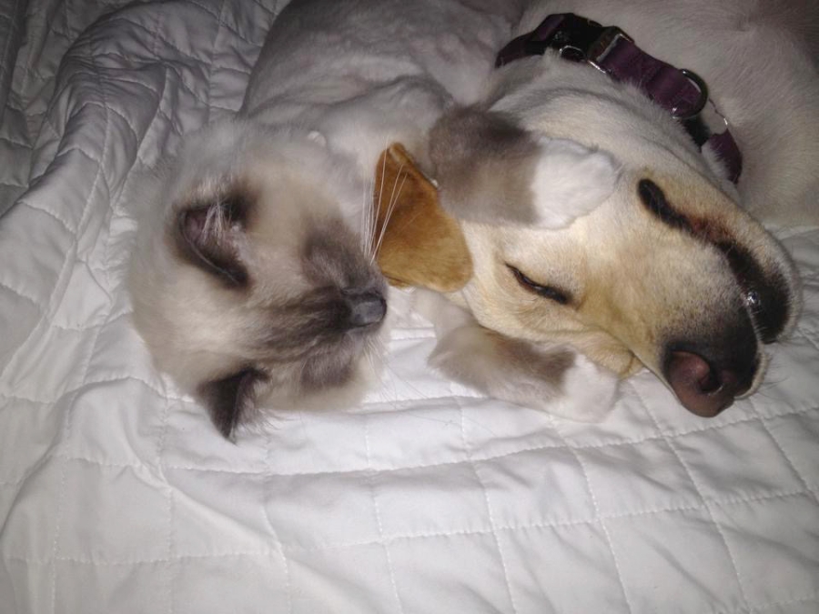 RCR Ragdoll and yellow lab