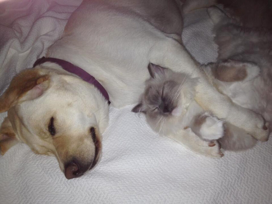 RCR Ragdoll and yellow lab