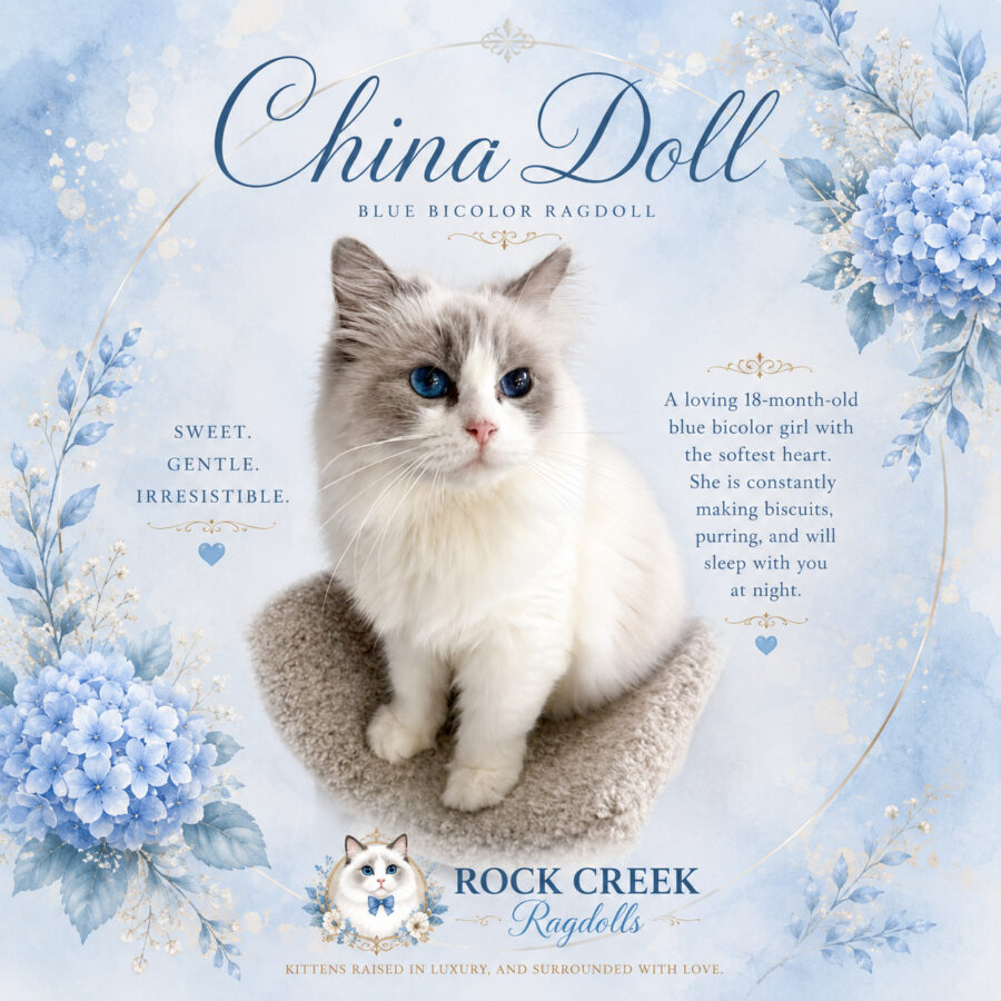 Rock Creek Ragdolls - China Doll