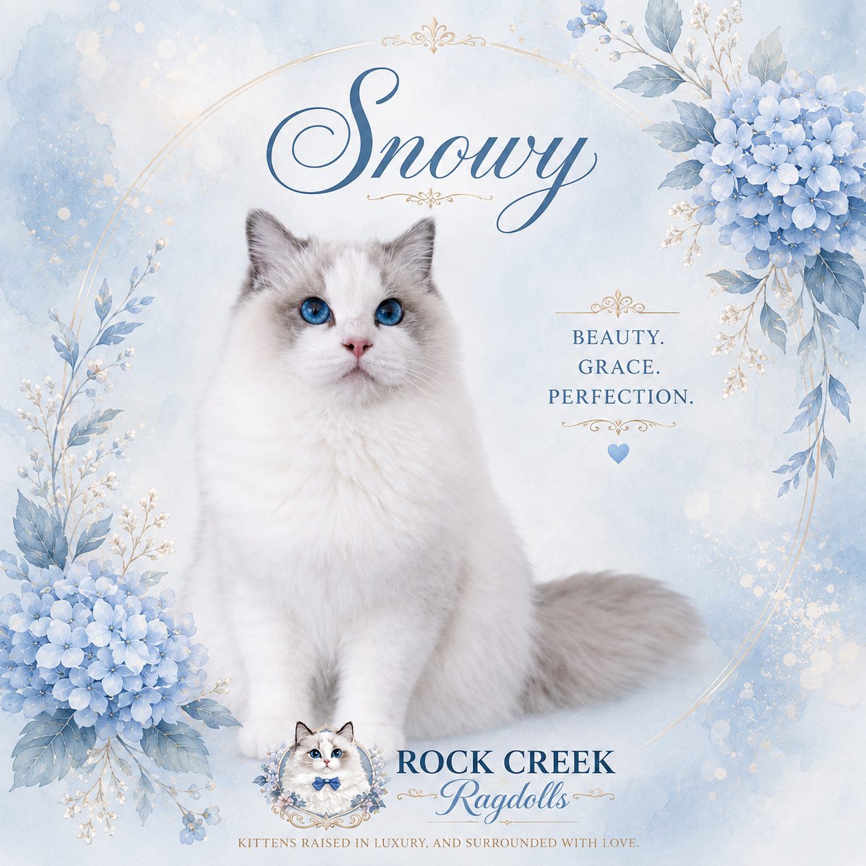 Rock Creek Ragdolls - Snowy