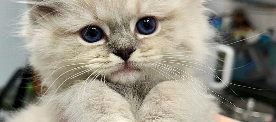 RCR KITTEN WHISKERS