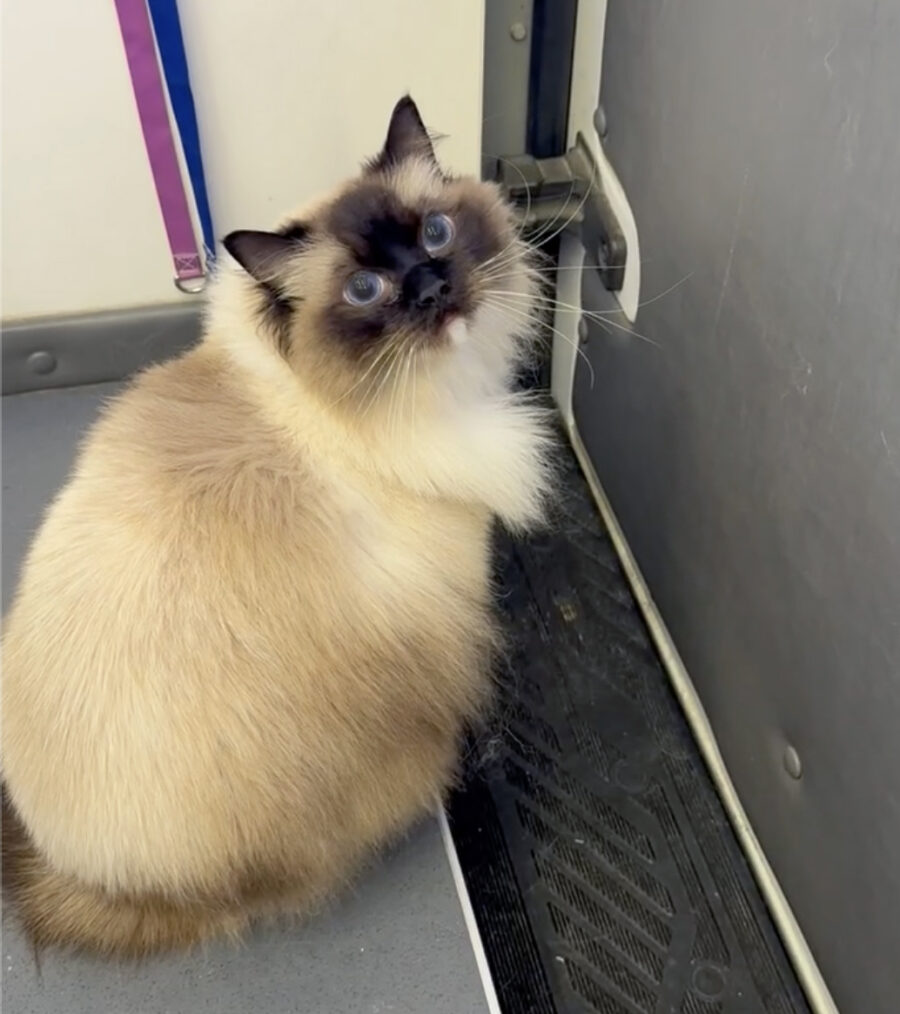 Rock Creek Ragdoll waiting patiently in grooming van