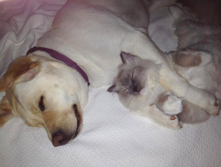 Ragdoll sleeping with dog
